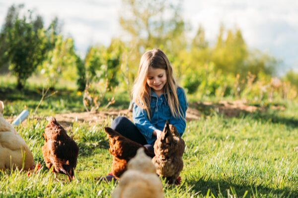 Child caring for chickens