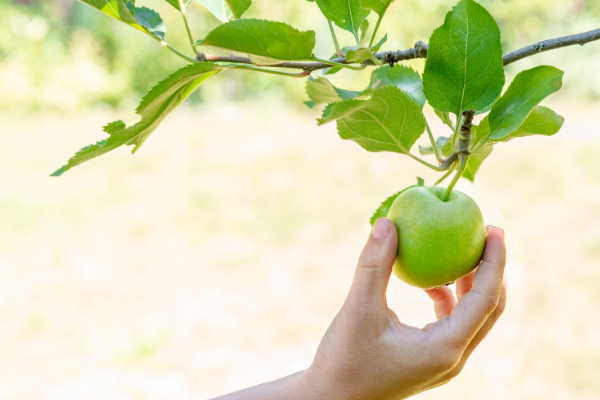 Wanting to start an Orchard for your new home?
